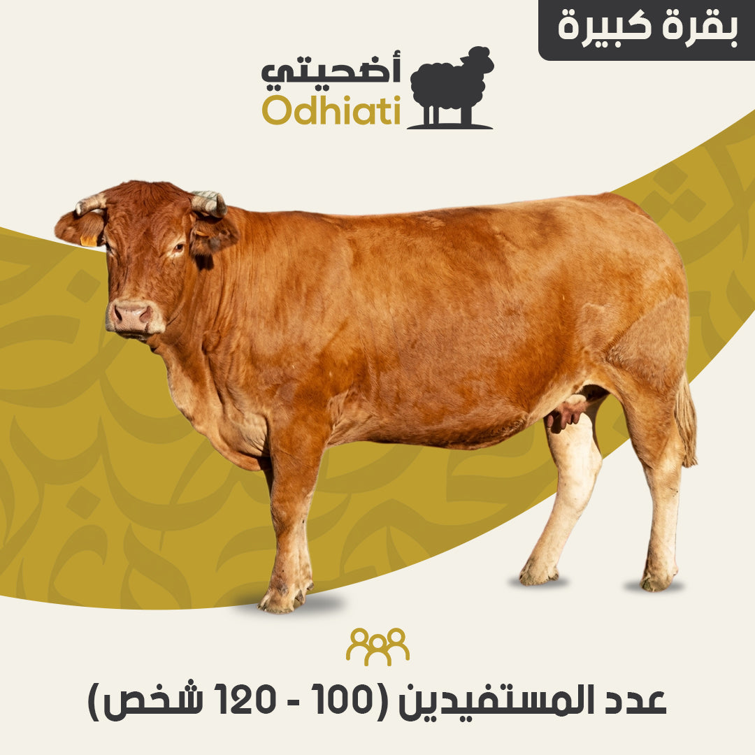 large cow